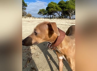 Galleta wünscht sich ein Zuhause