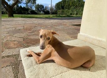 Galleta wünscht sich ein Zuhause