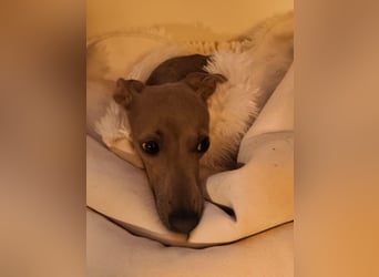 Galleta wünscht sich ein Zuhause