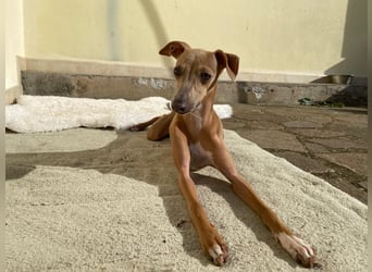 Galleta wünscht sich ein Zuhause