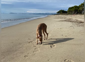 Galleta wünscht sich ein Zuhause