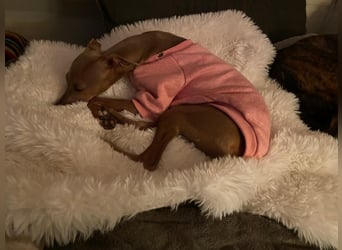 Galleta wünscht sich ein Zuhause