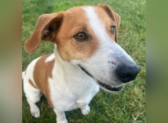 Oly - junger aktiver Jack Russel Mischling auf der Suche nach seinem Zuhause
