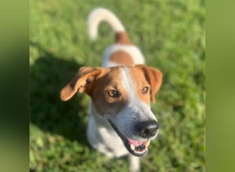 Oly - junger aktiver Jack Russel Mischling auf der Suche nach seinem Zuhause