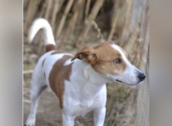 Oly - junger aktiver Jack Russel Mischling auf der Suche nach seinem Zuhause