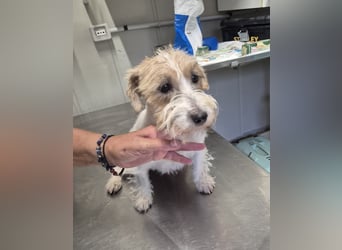 Violet - hat Interessenten - kleine Schönheit mit grossem Herzen - sucht ihr Zuhause