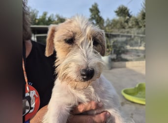 Violet - hat Interessenten - kleine Schönheit mit grossem Herzen - sucht ihr Zuhause