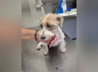 Violet - hat Interessenten - kleine Schönheit mit grossem Herzen - sucht ihr Zuhause