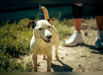 ALONZO ca. 1 J. aktiver, sportl. JRT-Terrier-Teenager