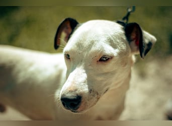ALONZO ca. 1 J. aktiver, sportl. JRT-Terrier-Teenager