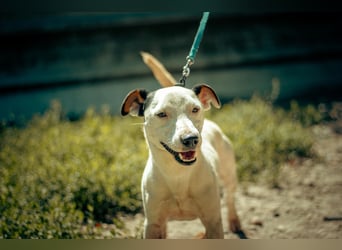 ALONZO ca. 1 J. aktiver, sportl. JRT-Terrier-Teenager