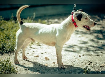 ALONZO ca. 1 J. aktiver, sportl. JRT-Terrier-Teenager