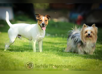 Bubi, menschenbezogener Jack Russell Terrier