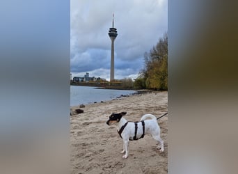 In Düsseldorf sucht Jack Russel Hündin ein neues Zuhause! MIT VIDOS!