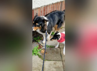 In Düsseldorf sucht Jack Russel Hündin ein neues Zuhause! MIT VIDOS!