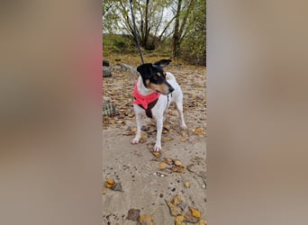In Düsseldorf sucht Jack Russel Hündin ein neues Zuhause! MIT VIDOS!