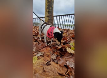 In Düsseldorf sucht Jack Russel Hündin ein neues Zuhause! MIT VIDOS!