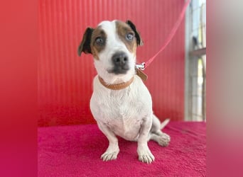 pfiffiger kleiner GUSZTI - 7 Jahre, 26cm/6kg - Jack Russell