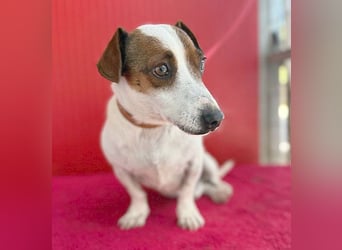 pfiffiger kleiner GUSZTI - 7 Jahre, 26cm/6kg - Jack Russell