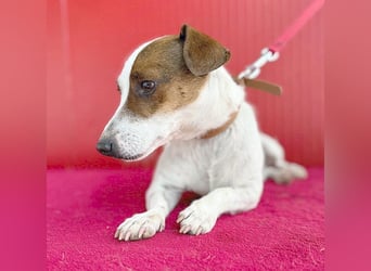 pfiffiger kleiner GUSZTI - 7 Jahre, 26cm/6kg - Jack Russell