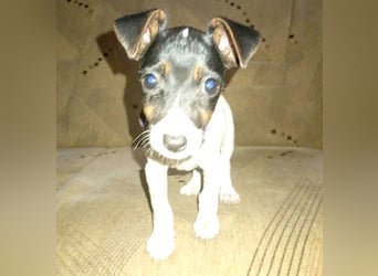 bezaubernde kleine NINA - 5-6 Monate, 18cm - Jack Russell