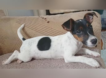 bezaubernde kleine NINA - 5-6 Monate, 18cm - Jack Russell