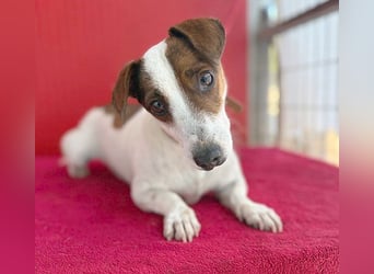 pfiffiger kleiner GUSZTI - 7 Jahre, 26cm/6kg - Jack Russell