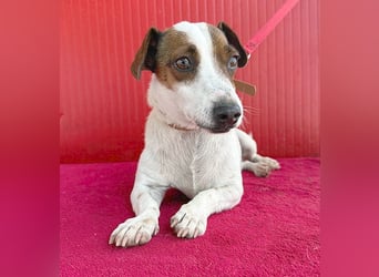 pfiffiger kleiner GUSZTI - 7 Jahre, 26cm/6kg - Jack Russell