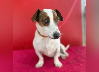 pfiffiger kleiner GUSZTI - 7 Jahre, 26cm/6kg - Jack Russell