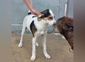 Lello-Lustiger Clown sucht festen Platz im Leben