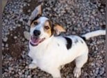 Lello-Lustiger Clown sucht festen Platz im Leben