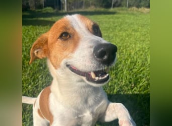 Oly - junger aktiver Jack Russel Mischling auf der Suche nach seinem Zuhause