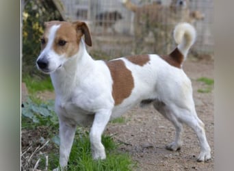 Oly - junger aktiver Jack Russel Mischling auf der Suche nach seinem Zuhause