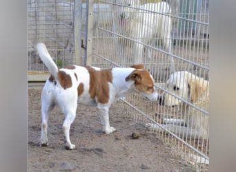 Oly - junger aktiver Jack Russel Mischling auf der Suche nach seinem Zuhause
