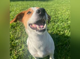Oly - junger aktiver Jack Russel Mischling auf der Suche nach seinem Zuhause