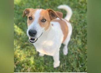 Oly - junger aktiver Jack Russel Mischling auf der Suche nach seinem Zuhause
