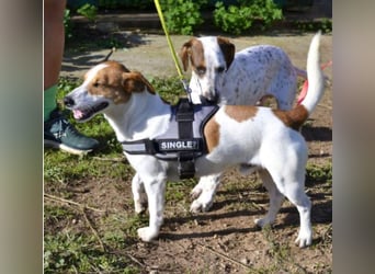 Oly - junger aktiver Jack Russel Mischling auf der Suche nach seinem Zuhause
