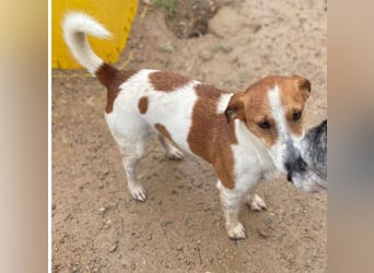 Oly - junger aktiver Jack Russel Mischling auf der Suche nach seinem Zuhause