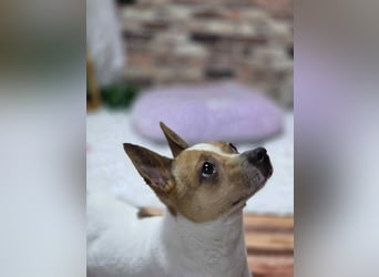 kleiner Rüde sucht sein Glück Jack Russel 2 Jahre, 7kg,