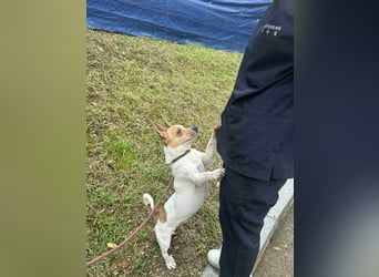 kleiner Rüde sucht sein Glück Jack Russel 2 Jahre, 7kg,