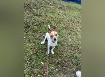 kleiner Rüde sucht sein Glück Jack Russel 2 Jahre, 7kg,