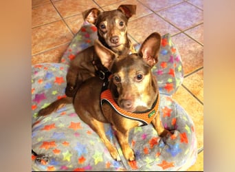 Liebe im Doppelpack