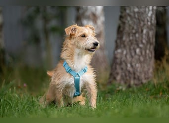 Toller Garik sucht liebevolles Zuhause