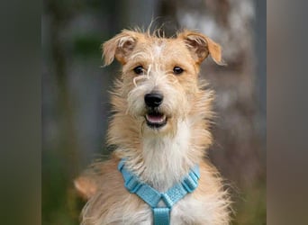 Hübscher Garik sucht liebevolles Zuhause