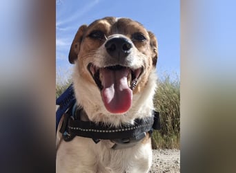 ROCKY- menschenbezogen und behütet war sein Leben, jetzt auf der Suche nach neuer Familie