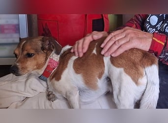 ROCKY- menschenbezogen und behütet war sein Leben, jetzt auf der Suche nach neuer Familie