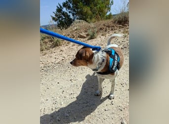 ROCKY- menschenbezogen und behütet war sein Leben, jetzt auf der Suche nach neuer Familie