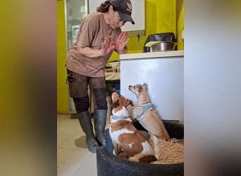 ROCKY- menschenbezogen und behütet war sein Leben, jetzt auf der Suche nach neuer Familie