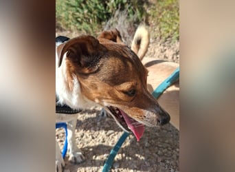 ROCKY- menschenbezogen und behütet war sein Leben, jetzt auf der Suche nach neuer Familie