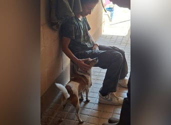 ROCKY- menschenbezogen und behütet war sein Leben, jetzt auf der Suche nach neuer Familie
